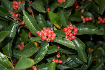 Crataegus prunifolia