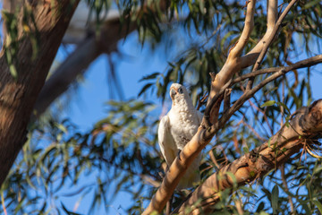 Cockatoo in Tree