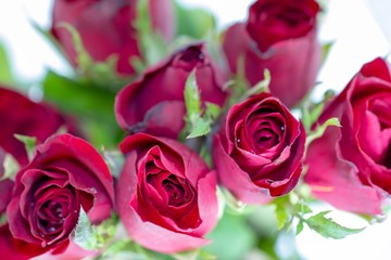 Obraz premium Closeup beautiful fresh red roses and green leaf with white background and overexposed light in top view