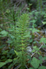 Equisetum telmateia