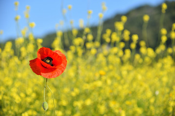 Spring landscape of red poppy on a yellow rapeseed field.