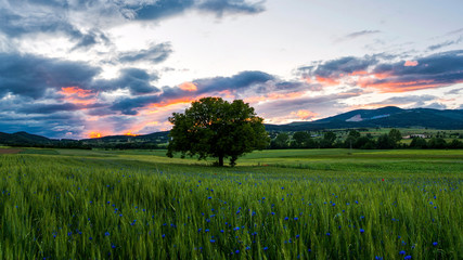 Fototapeta na wymiar field of wheat, sunset