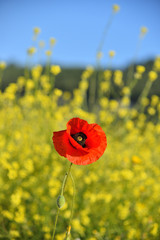 Spring landscape of red poppy on a yellow rapeseed field.