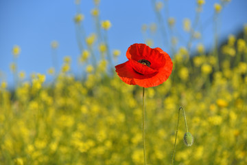 Spring landscape of red poppy on a yellow rapeseed field.