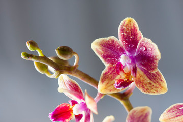 Beautiful Flower Orchid close up. Phalaenopsis orchid.