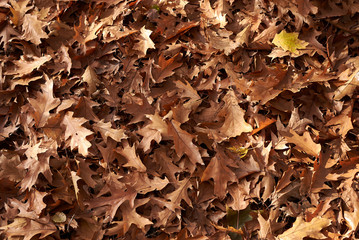 Quercus rubra
