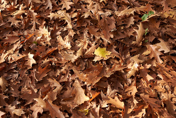 Quercus rubra