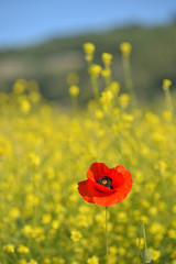 Spring landscape of red poppy on a yellow rapeseed field.
