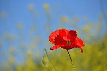 Spring landscape of red poppy on a yellow rapeseed field.