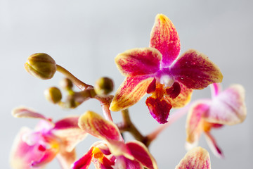 Beautiful Flower Orchid close up. Phalaenopsis orchid.