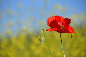 Spring landscape of red poppy on a yellow rapeseed field.