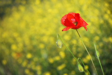 Fototapeta premium Spring landscape of red poppy on a yellow rapeseed field.