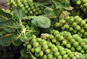 stalks of brussels sprouts with leaves