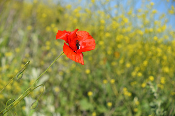Fototapeta premium Spring landscape of red poppy on a yellow rapeseed field.