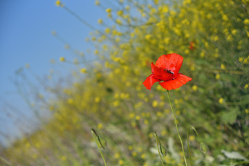 Fototapeta premium Spring landscape of red poppy on a yellow rapeseed field.