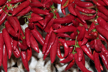 Close-up of hanging red chili peppers bunches