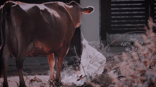 Cow eating plastic from the dryland