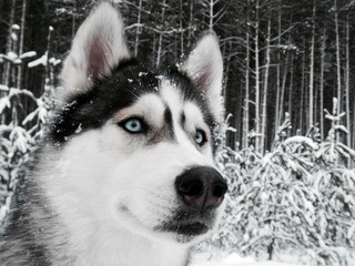 Siberian husky dog portrait in snowy winter forest. Macro photography