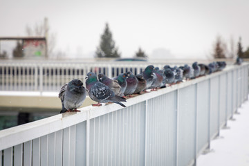 Obraz premium Pigeons sitting on the railing of a Nusle bridge on a winter day, Prague