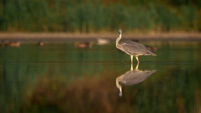 Grey heron (Ardea cinerea) fishing in lake