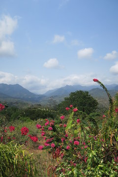 panama satna fe landscape flower
