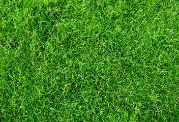 Green grass texture for background. Green lawn pattern and texture background. Close-up.