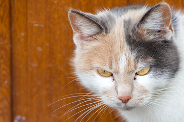 The head of a big cat. The cat is looking at the camera with colored eyes. Close-up of yellow cat's eyes