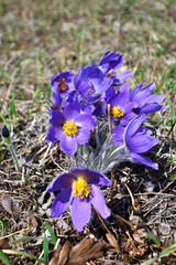 Lilac snowdrop. Sleep grass. Early spring flower in the field. Easter holiday concept
