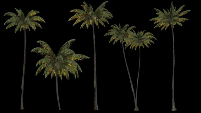 3d rendering palm trees on transparent background. Mov codec png with alpha channel