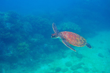 Naklejka premium Sea turtle swimming undersea. Exotic marine turtle underwater photo. Oceanic animal in wild nature