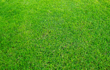 Fototapeta premium Background of green grass field. Green grass pattern and texture. Green lawn for background.