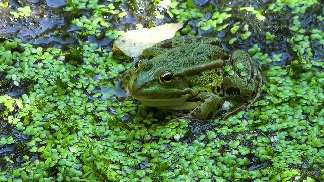 The felt, a wetland in W&radic;&part;rgl, Tyrol. A green water frog lies camouflaged on the ground.