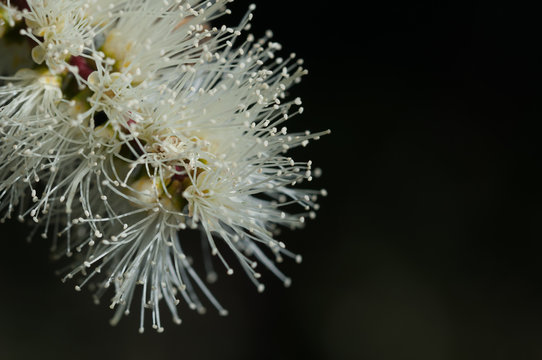 Close Up Of White Banksia Flower, Sydney Australia