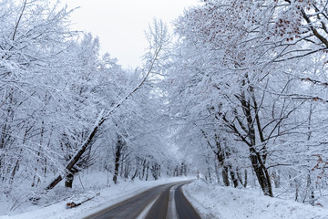 The road through the forest among snow covered trees in winter