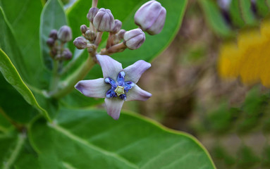 Spring flowers. Early spring flower in the field. Easter holiday concept