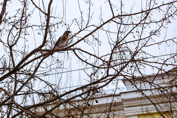 thrush in the winter city