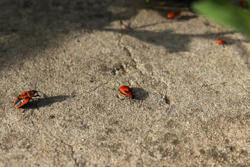 Firebug