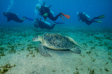 Sea Turtle at the Red Sea, Egypt