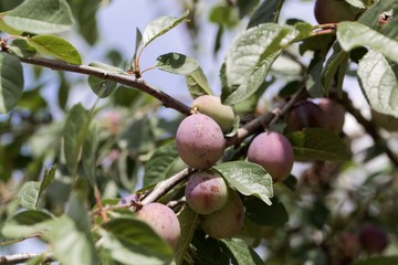 Fruits of a Zwetschgeon a tree