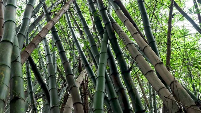 Bambo plants growing in a forest on Oahu.