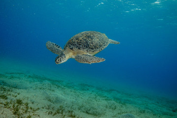 Obraz na płótnie Canvas Sea Turtle at the Red Sea, Egypt