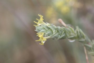 Crucianella martima flowers.