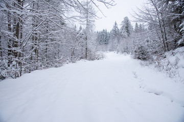 Snow covered trees in the winter forest
