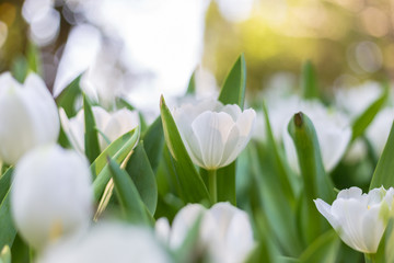 White tulip in garden.