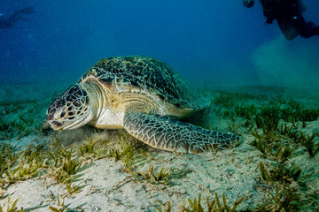 Naklejka na ściany i meble Sea Turtle at the Red Sea, Egypt