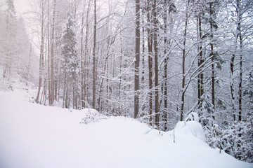 Snow covered trees in the winter forest