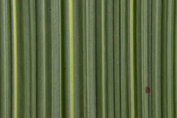 bamboo leaf background pattern