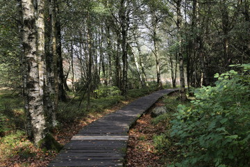 Schwarzes Moor in der Rhön