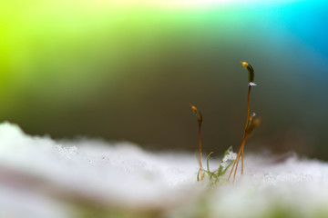 Winter in the forest. Nature are awakening and hoping for sun and warmth. A macro shot of moss...