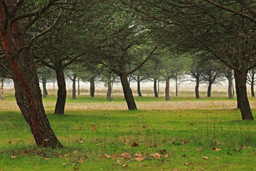 Forest landscape in winter